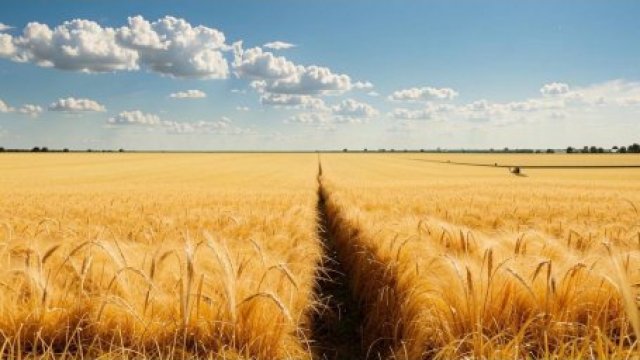 От семян к урожаю: на Ставрополье разрабатываются новые меры по поддержке семеноводов