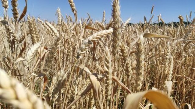 ЕС может ввести пошлины на российскую и белорусскую пшеницу