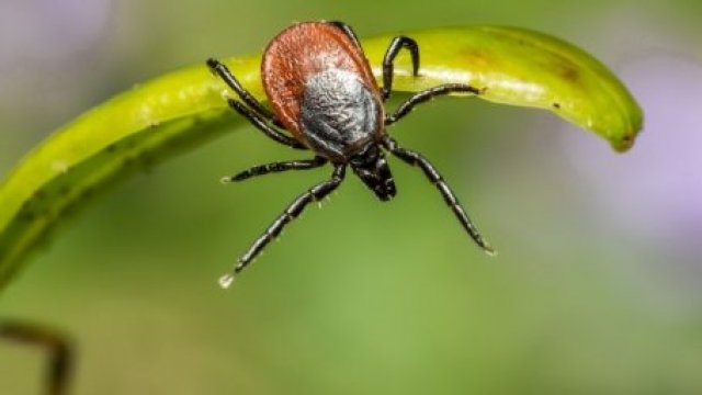 13 человек пострадали от укусов иксодовых клещей