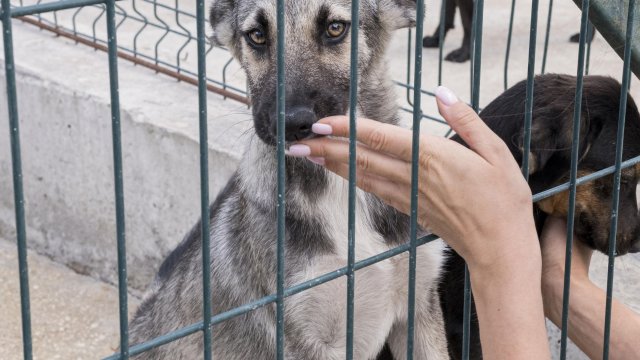 Три пункта временного содержания бездомных животных появится на Ставрополье