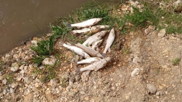 В реке Кума обнаружена массовая гибель рыбы
