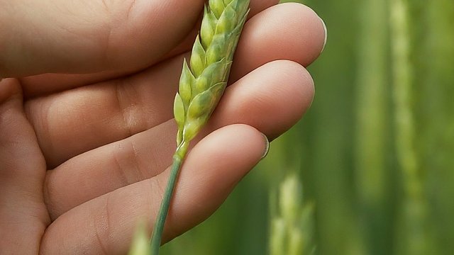 Председатель Думы Ставрополья заявил о готовности законодательно поддержать местных производителей семян