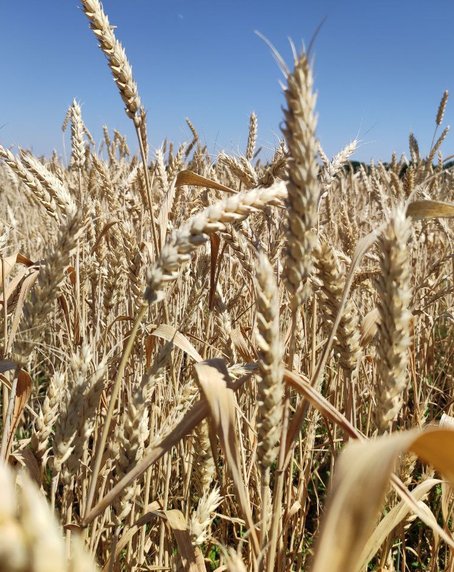 ЕС может ввести пошлины на российскую и белорусскую пшеницу