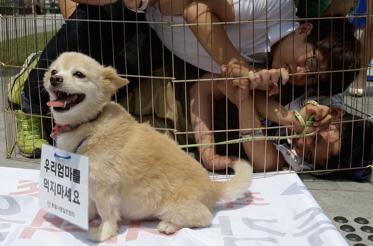 В Южной Корее введен запрет на собачье мясо