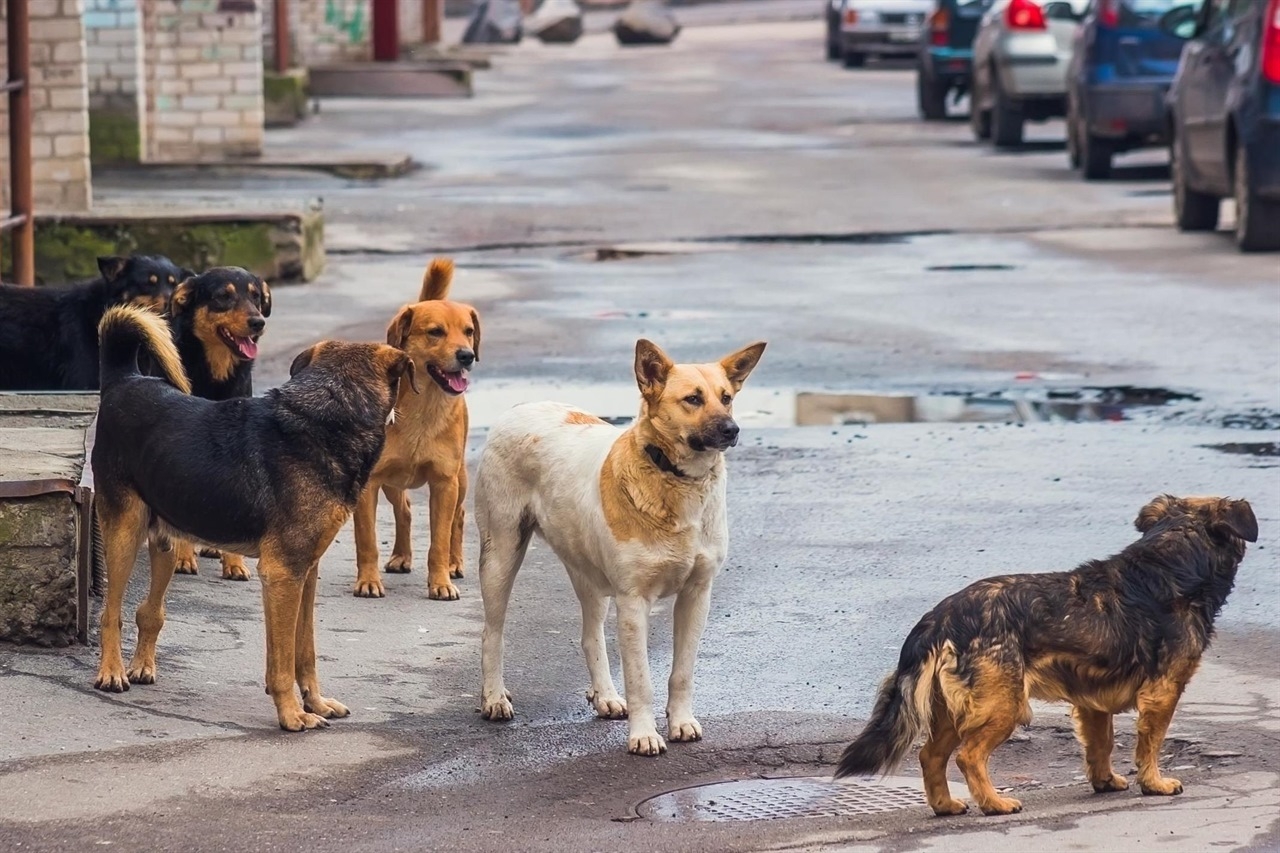 Краевая Дума поддержала законопроект об ответственном обращении с животными
