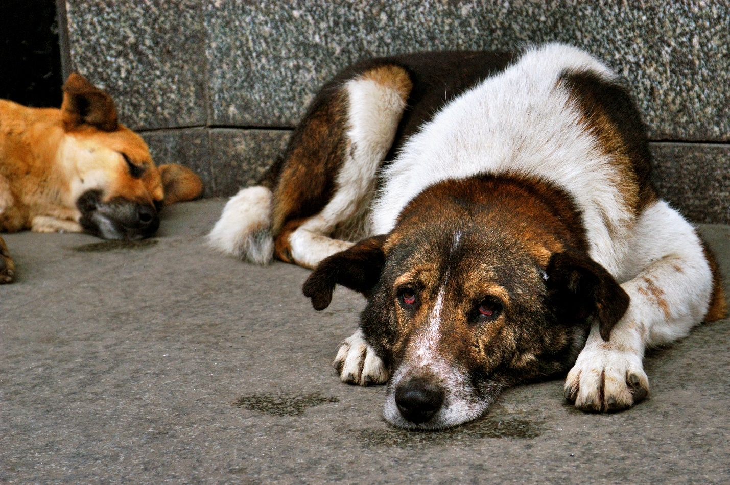 В Кисловодске планируют штрафовать за выброшенных домашних животных
