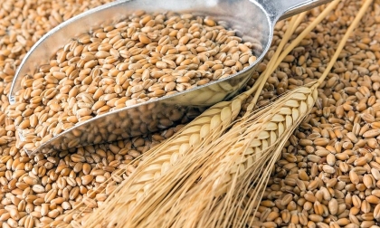 О возможности поставлять зерно почти в 160 стран заявлено в России