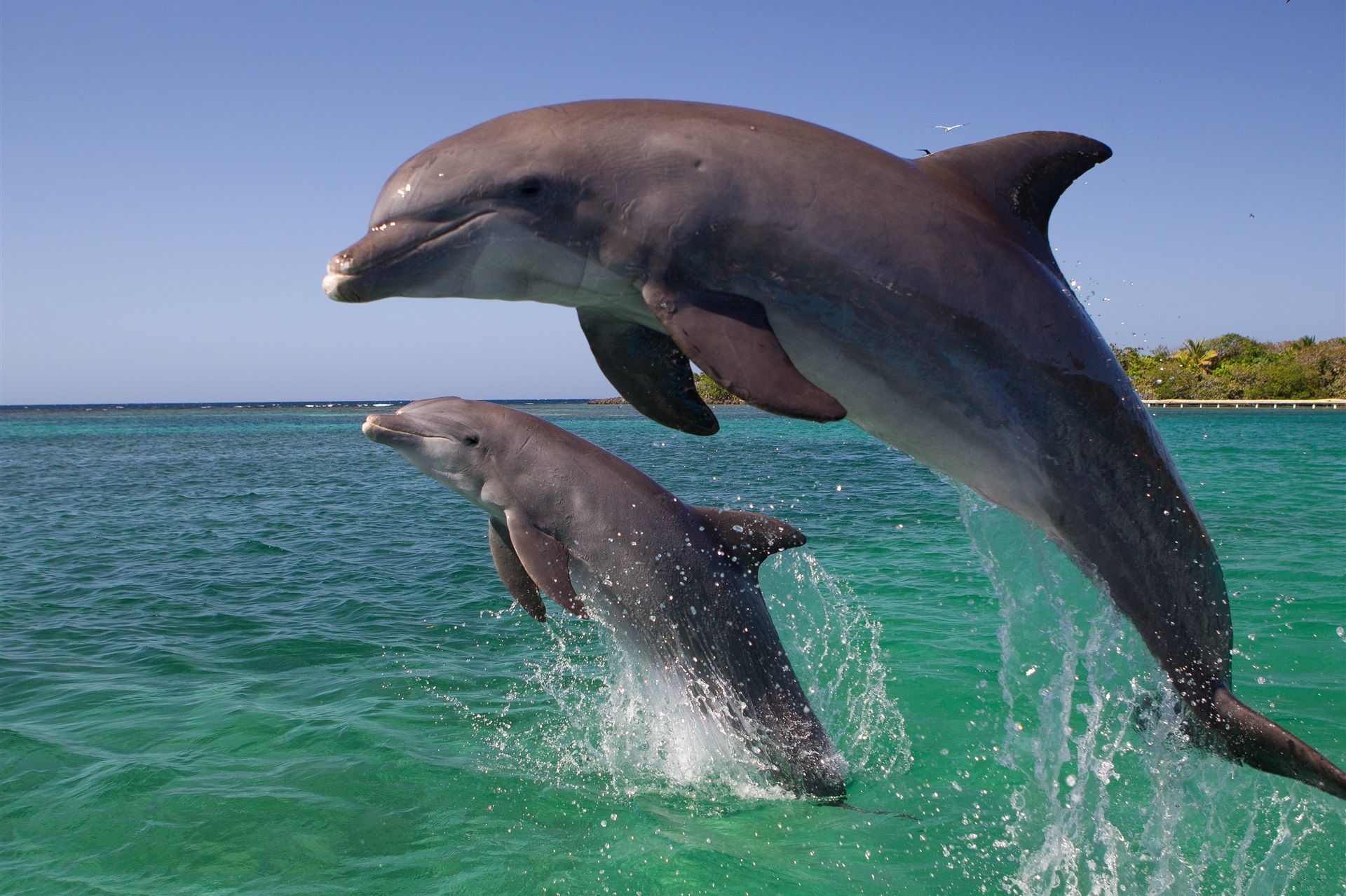 Власти России одобрили запрет на вылов дельфинов и морских млекопитающих