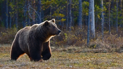 В Забайкалье число отравившихся мясом медведя выросло до 11