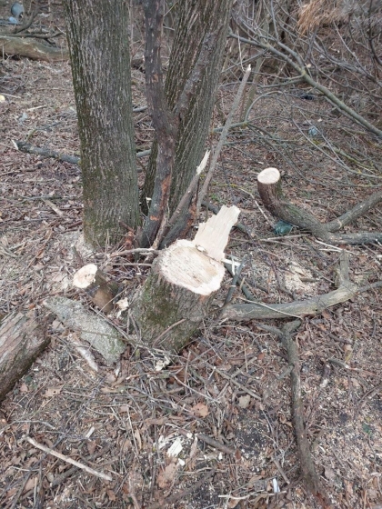 В Ставрополе возбуждено уголовное дело по факту незаконной рубки деревьев