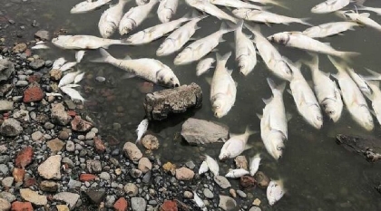 Прокуратура проверила озеро в Пятигорске после гибели рыбы