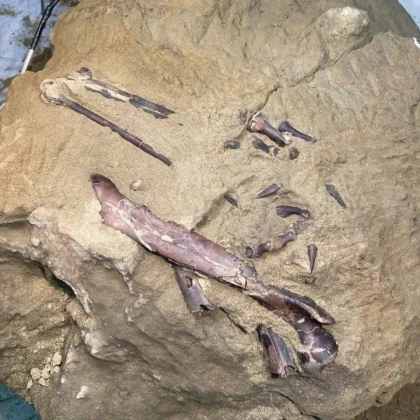 В России нашли ископаемые останки динозавра