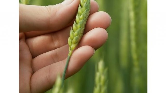Председатель Думы Ставрополья заявил о готовности законодательно поддержать местных производителей семян