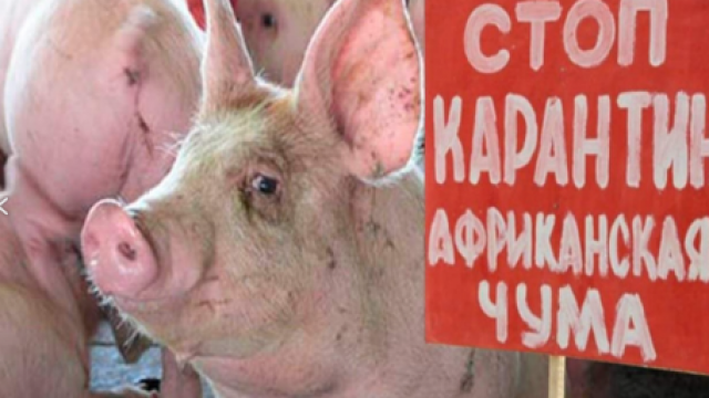 В Петровском округе провели учения по локализации очагов африканской чумы свиней и гриппа птиц